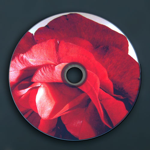 Eine Rose, gedruckt auf einer silbernen CD. Die Farben sind intensiv und strahlend.
