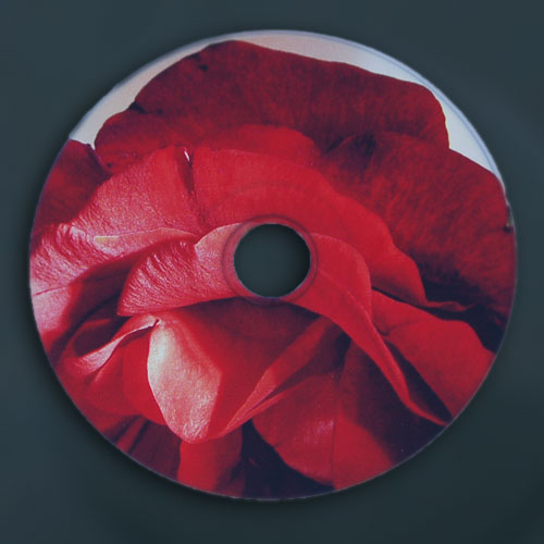 Eine Rose, gedruckt auf einer weißen CD. Farben und Details sind deutlich, aber etwas trüb.